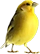 Canary Room