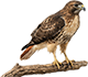 hawk room