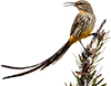sugarbird room
