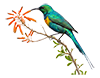 sunbird room