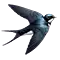 Swallow Room